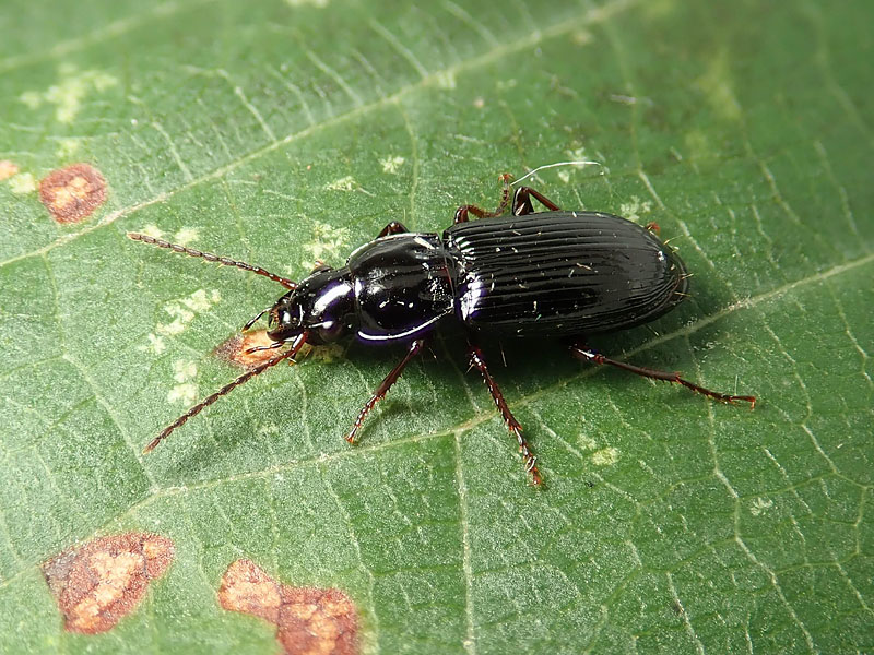 Carabidae: Pterostichus vernalis ?... Pterostichus cfr. oenotrius